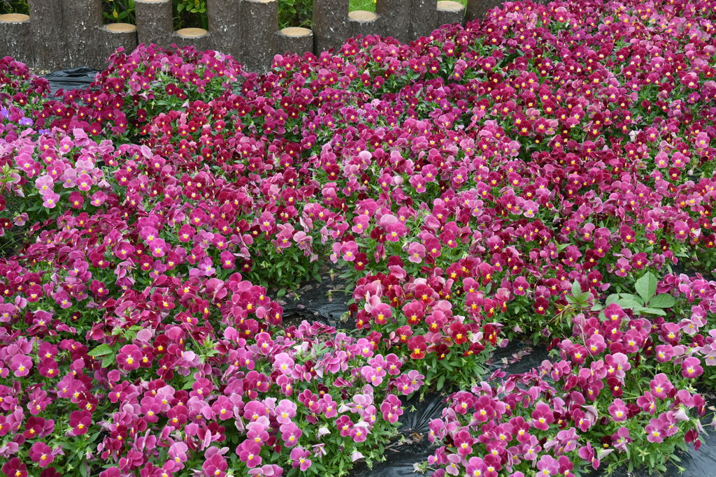綺麗な花