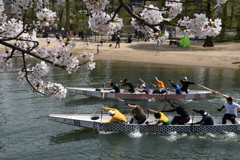 桜の下で