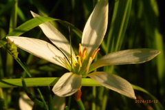 夕方の花