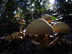 鴻巣山の秋