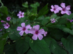 鴻巣山の野花