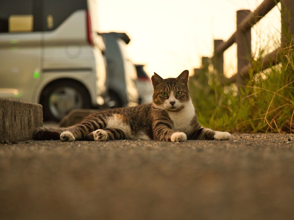 夕猫