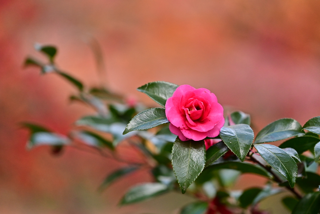 紅葉×山茶花