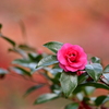 紅葉×山茶花
