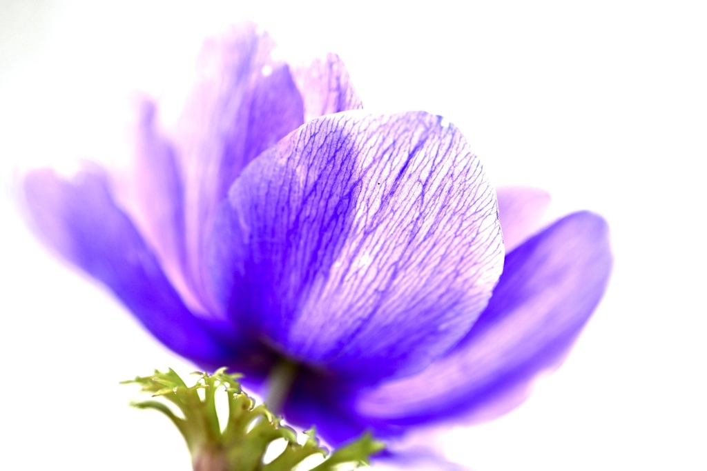 風の花アネモネ