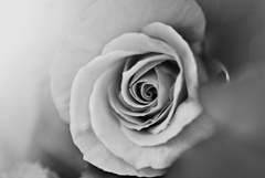 薔薇