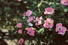 薔薇？？
