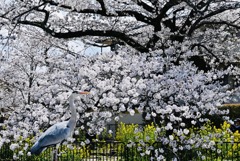 サギのお花見