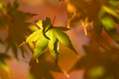 紅葉がきれいすぎた日