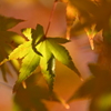 紅葉がきれいすぎた日