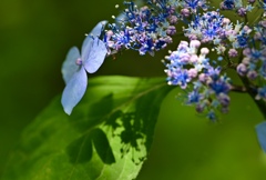 紫陽花の季節