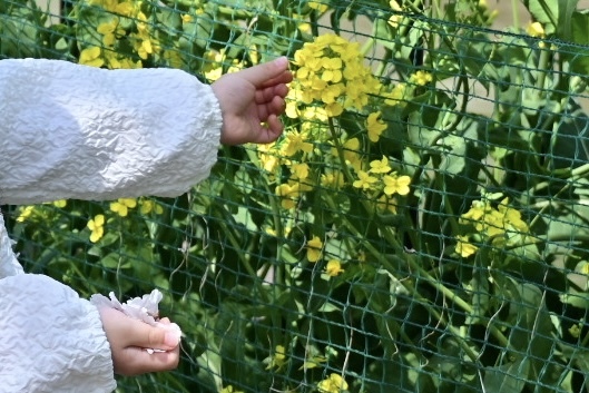手にいっぱいの花