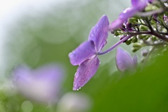 紫陽花は雨がよく似合う
