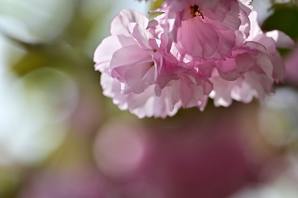 八重桜