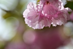 八重桜