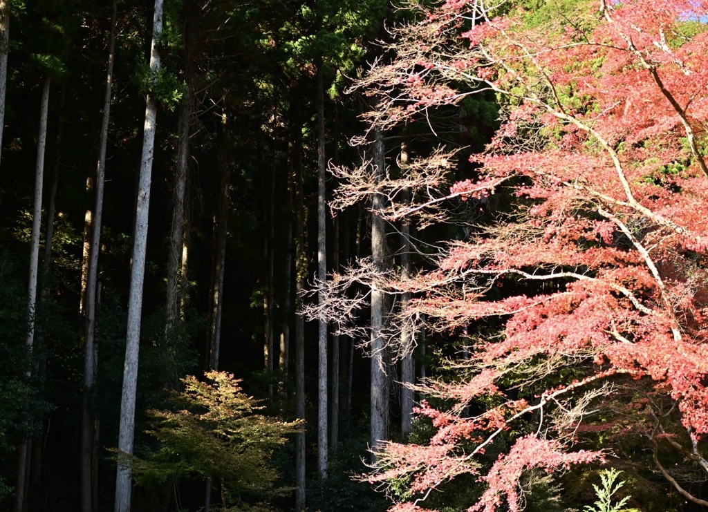 山歩きで見つけた風景