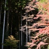 山歩きで見つけた風景