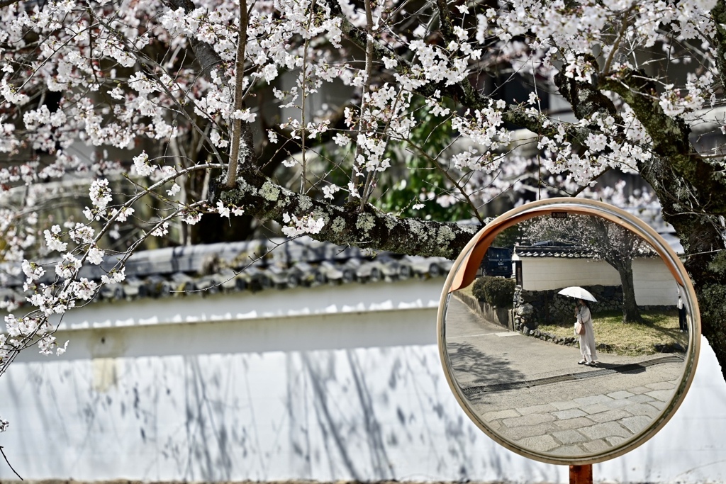 桜日和