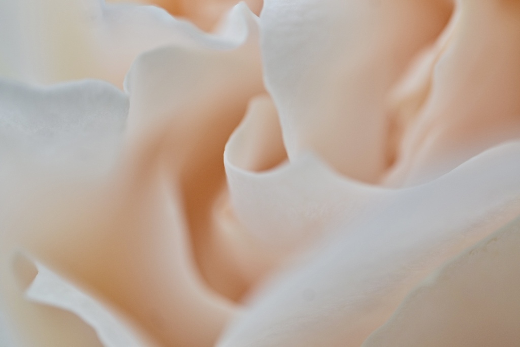 薔薇