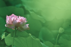 ふんわり優しく