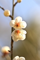 なかよし