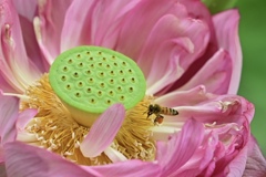 せっせと蜜をあつめるはっち