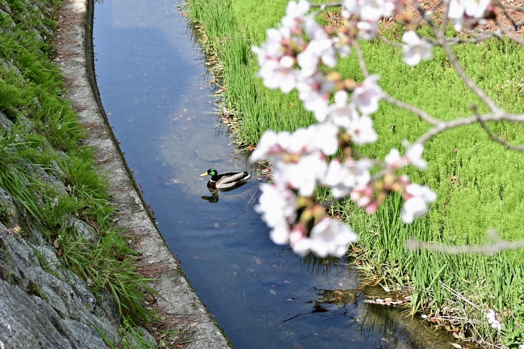 カモと桜