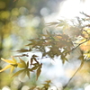 山の中の紅葉