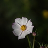 A7C00785