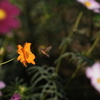 A7C00791