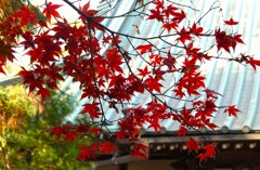 お寺の紅葉