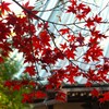 お寺の紅葉