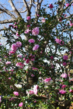 冬近し～山茶花