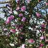 冬近し～山茶花