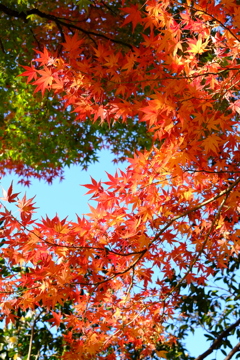 紅葉盛り