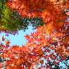 紅葉盛り