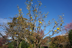 晩秋～花梨