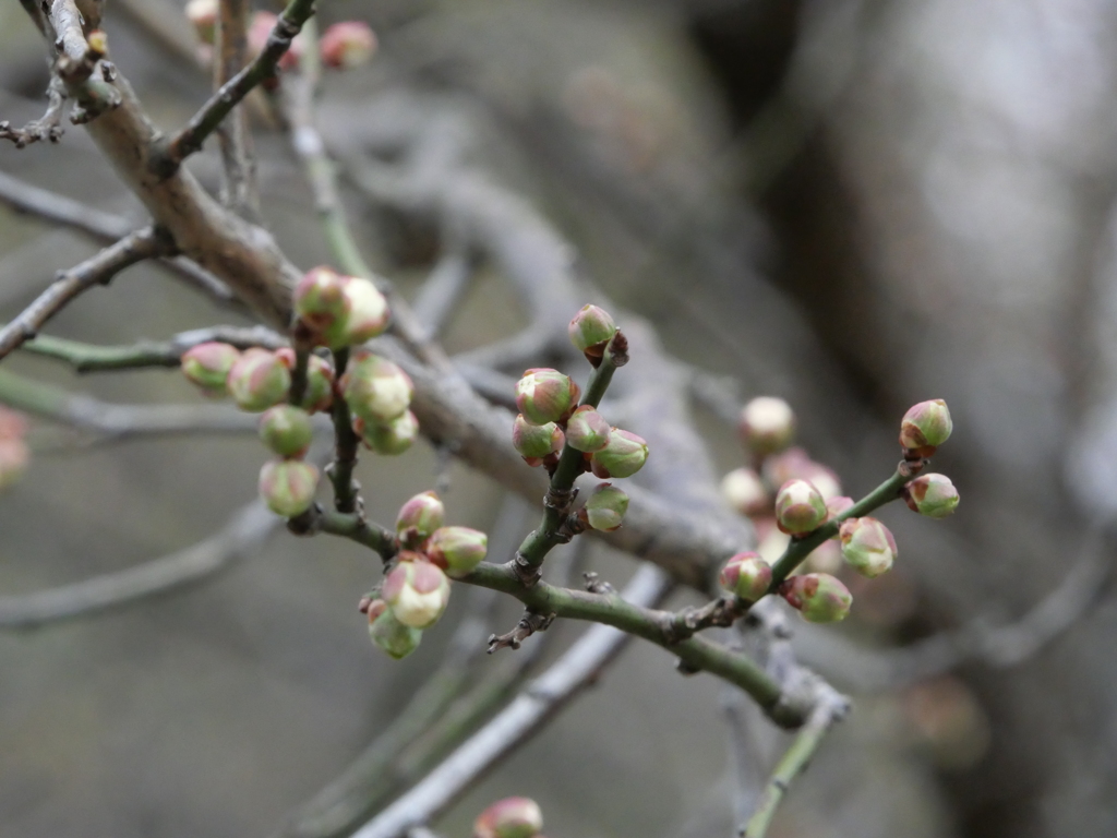 開花直前（白梅）