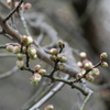 開花直前（白梅）
