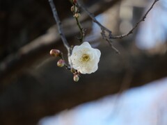 梅一輪