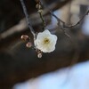 梅一輪