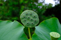 ハスの花托