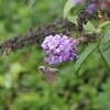 花と蝶