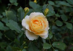 バラの花