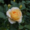 バラの花