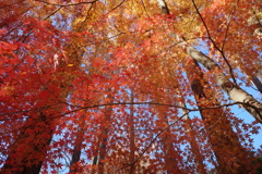 紅葉とメタセコイア