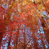 紅葉とメタセコイア