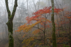 雨後の森