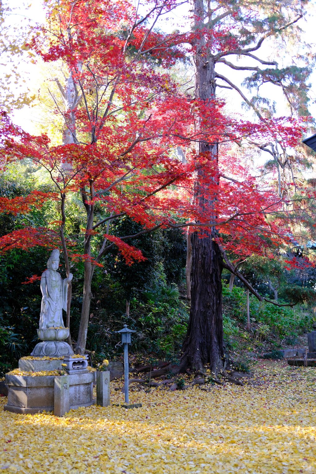 とある寺の境内にて