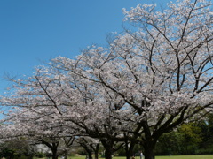 花見日和